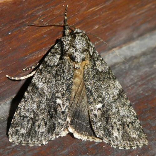 Réf. 264 511 : Acronicta rumicis